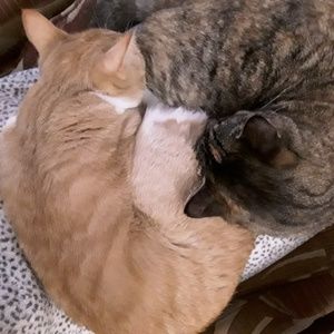 Meet your Posher, Candis